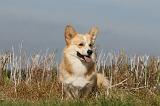 CORGI PEMBROKE 989